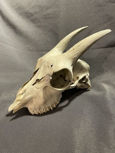 Real Vintage Goat Skull w/ Horns