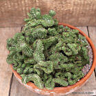 D2379 EUPHORBIA HORRIDA CRESTED pot20-H14-W24 cm MaMa Cactus