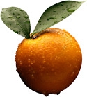 Sweet Orange Essential Oil 100% Pure&Natural Undiluted up to 8 oz.5-10% off