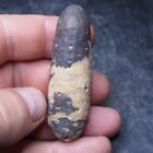 66mm Equicalastrobus sp. Pine Cone Seed Chalcedony Fossil Plant Eocene 4