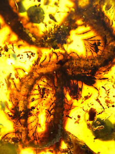 Burmese burmite Cretaceous  Rare big centipede insect fossil amber Myanmar