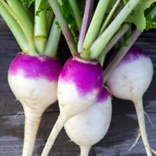 1200+ Purple Top Turnip Seeds | Non-GMO Vegetable Garden Seeds from USA