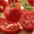 Celebrity Tomato Seeds (F1) | Non-GMO | Free Shipping | Seed Store | 1029