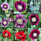 Poppy BREADSEED MIXED COLORS Huge Pods Baking Ornamental Non-GMO 1000 Seeds!
