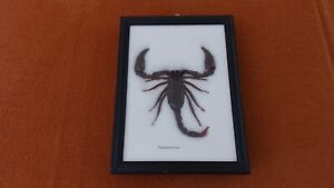 Giant Black Scorpion Palamnersus Taxidermy Framed 6X8.
