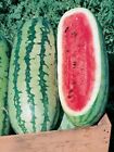 Jubilee Improved Watermelon, 25 Seeds. Heirloom~Non-GMO~Organic. Free Shipping.