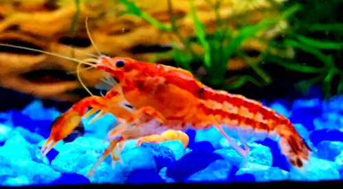 LIVE Mexican Dwarf Crayfish - Bright Orange!!! - Perfect for Smaller Tanks!