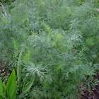 Dukat Dill Seeds | 500 Seeds | Heirloom - Non-GMO | Free Shipping | 1146