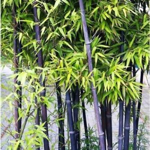 50+Black Bamboo seeds Bamboo Bonsai Garden Home Decoration Cold Resistance USA