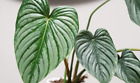 Philodendron silver Cloud, Philodendron Plowmanii live rare plants in 3
