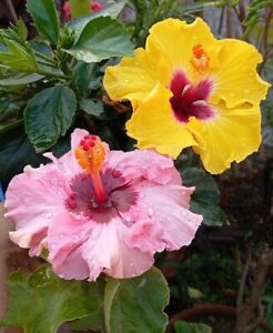Mixed Lot Giant Hibiscus Flower 25 Seeds Hardy, Mix Color