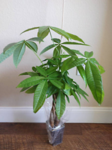 Large Money Tree - Feng Shui Plant Pachira Aquatica Wealth. Fresh Live Plant.