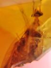 adult Cretaceous roach Burmite Myanmar Burmese Amber insect fossil dinosaur age