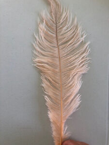 Blush Ostrich Feather 16-20 inch Long per Each