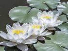 Tuber | Nymphaea odorata | White Water Lily | Live Plant | Native | Hardy