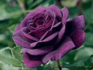 Dark Purple Rose Rose Bush 20 or 100 Seeds~Rare-Free Shipping-USA Seller