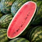 12 CONGO Watermelon Seeds - Large - NON GMO - HEIRLOOM - ORGANIC - RARE