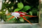 New ListingSilverado Red Double Sword Guppy Trio - Rare! First Time Released in the US.