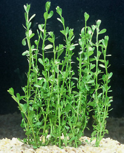 Moneywort (Bacopa Monnieri) potted live aquatic plant