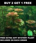 Cabomba Purple  Live Aquarium Plants Bunch planted tank  BUY 2 GET 1 FREE