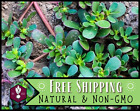 5300+ Green Purslane Seeds Vegetable Gardening Seed, Heirloom, Non-GMO, USA