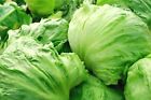 Iceberg Lettuce Head Seeds, Garden Salads, NON-GMO, Variety Sizes, FREE SHIPPING