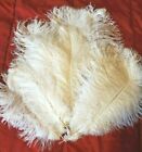 20 White Ostrich Feathers 12-16