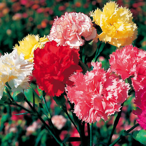 Chabaud Mix Carnation Seeds | Free Shipping | Flower Seeds | Seed Store | 1249