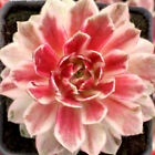 Sempervivum Plant Live Hens & Chicks Chick Charms Lotus Blossom Hybrid 2.5'' Pot
