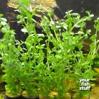 Bacopa monnieri (Moneywort) Live Aquarium Plants *BUY 1 GET 1 at 50%