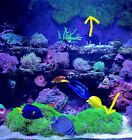 4x Frags of Live GSP Green Star Polyp Coral Perfect for Sand Bed Or Back Glass