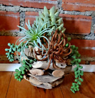 Handmade Decorative Driftwood Ball Orb Covered With Faux Succulents