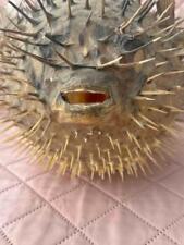 Vintage Taxidermy Porcupine Blowfish Puffer Real Fish LARGE 11