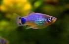 5x Blue Steel And Copper Mix Platy Fry. Freshwater Livebearer Easy. Mickey Mouse
