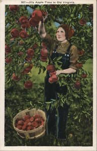 It's Apple Time in Old Virginia Fruit Asheville Post Card Co. Postcard Vintage