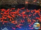 10 +1 Fire Red Cherry - Freshwater Neocaridina Aquarium Shrimp. Live Guarantee