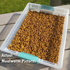 100% Natural Bulk Dried Mealworms for Wild Blue Birds Hen Reptile Treats Chicken