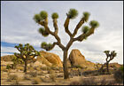7 Seeds Exotic Joshua Tree Yucca brevifolia var baccata Cold Drought Hardy Palm