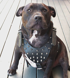 Dog Harness Leather Collar Leash Set For Pitbull Mastiff 26