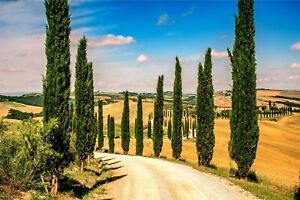 100 Italian Cypress Seeds for Planting | Exotic Evergreen Tree Seeds to Grow, Gr