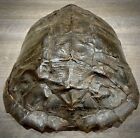 Unique LARGE 11” X 11”  American Snapping Turtle Shell For Display