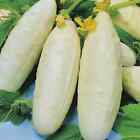 White Wonder Cucumber Seeds | Non-GMO | Free Shipping | Seed Store | 1065