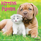 Kittens & Puppies 2024 12