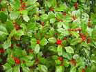 American Holly, Ilex opaca, Tree Seeds (Fragrant, Showy, Hardy Evergreen)