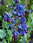 10 BLUE SHRIMP PLANT / HONEYWORT Cerinthe Major Flower Seeds *Flat S/H