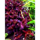 1 Stem bacopa salzmanni Purple! Live Aquarium plants beautiful!FREE S/H Rare!
