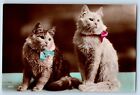 Cute Cat Kittens Postcard RPPC Photo Haired With Bow Studio Animal c1930's