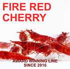 Fire Red Cherry - Freshwater Neocaridina Aquarium Shrimp. Live Guarantee S+