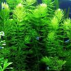 *BUY 2 Get 1 FREE* Hornwort Coontail Live Fish Tank Plants Aquarium Plant ✅