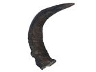 One #2 Grade Real North American Large FEMALE Buffalo Horn (576-LF2-AS) Y2P